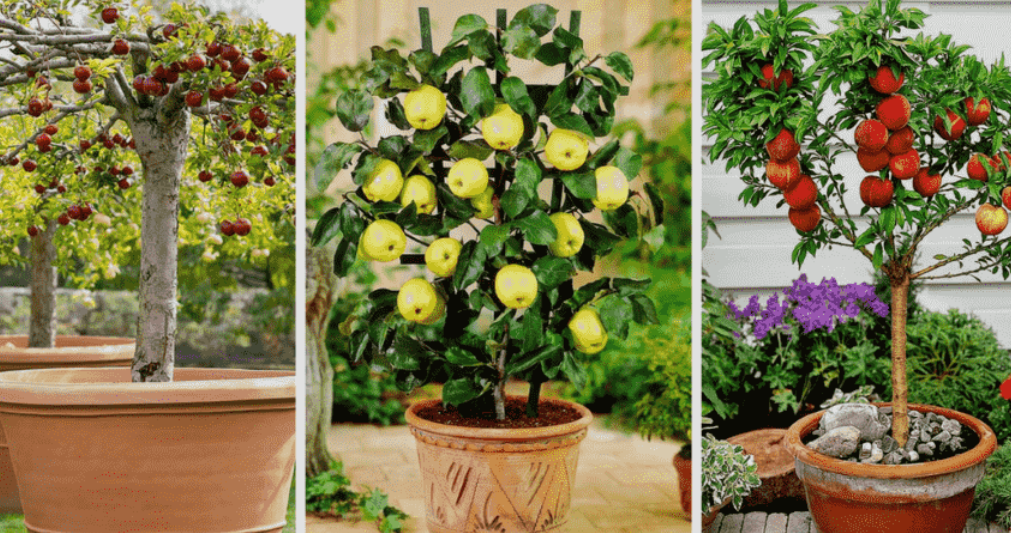 7 Tanaman Buah dalam Pot yang Cepat Berbuah dan Cocok untuk Lahan Sempit