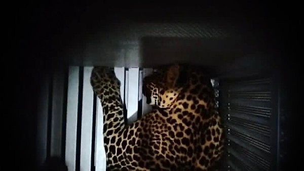 Bikin Heboh! Macan Tutul Tiba-tiba Masuk ke Hotel di Bandung, Aktivis Lingkungan Buka Suara