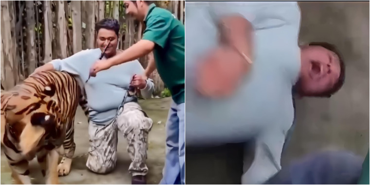 Viral Turis India Diserang Harimau di Phuket Saat Hendak Selfie: Asyik Mengelus, Tiba-tiba Menerkam!
