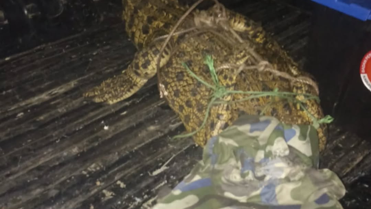 Bikin Resah Warga! Buaya 3 Meter Ditangkap Pawang di Danau Cilongok Tangerang 
