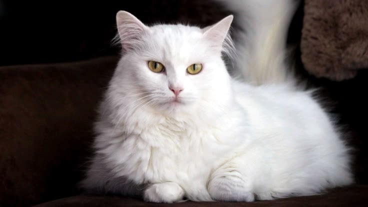 Tips Merawat Bulu Kucing Anggora di Cuaca Lembap agar Tetap Bersih dan Sehat