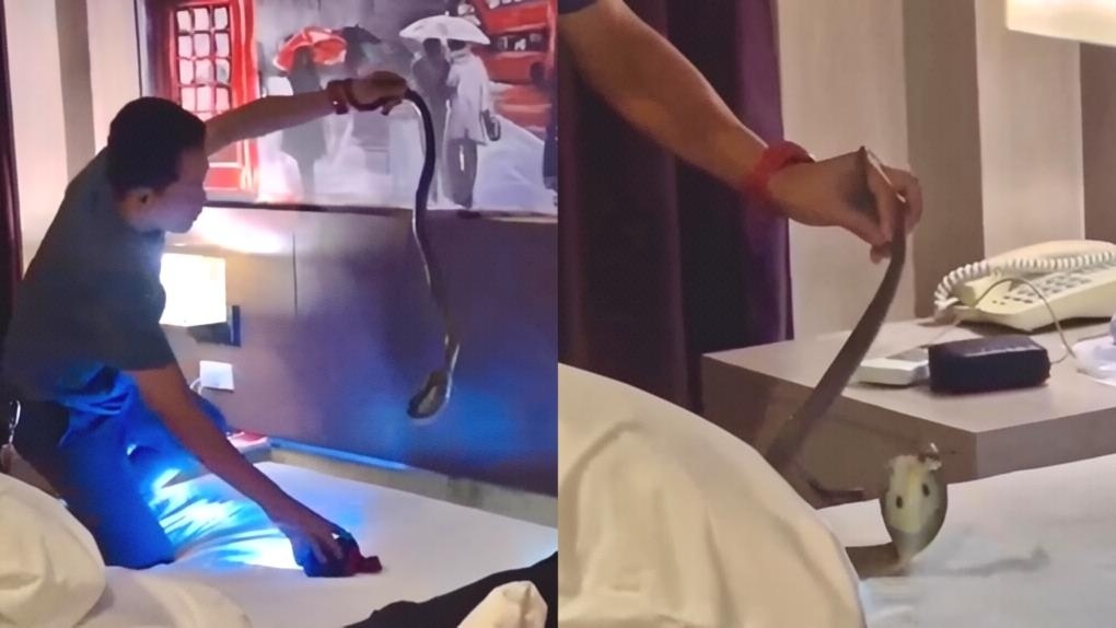 Disangka Mimpi, Ular Kobra Lilit Leher Tamu Hotel di Krabi Thailand
