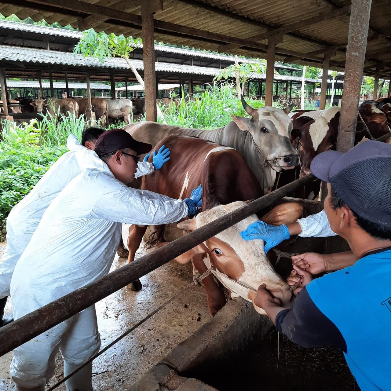 Cegah PMK, Kementan Gelontorkan 4 Juta Vaksin Jelang Idulfitri