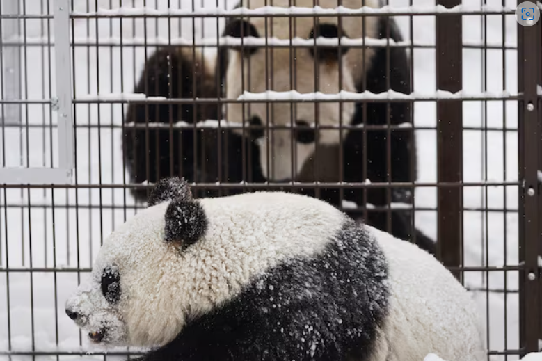 Finlandia Mengembalikan Panda ke Tiongkok, Biaya Perawatan Terlalu Mahal