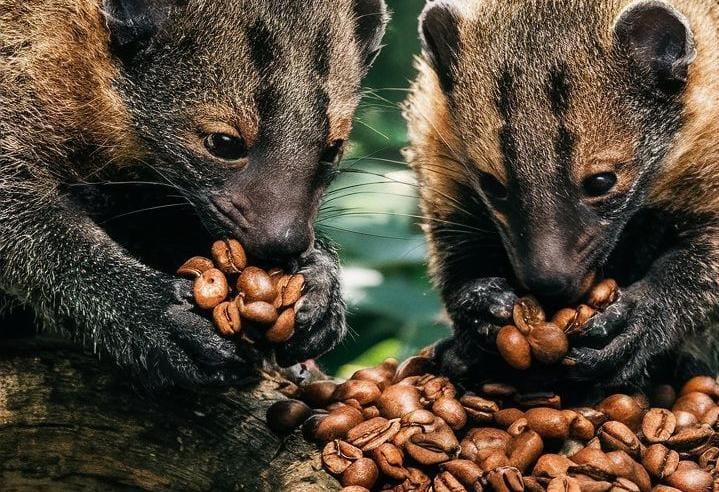 Mitos dan Fakta seputar Kopi Luwak