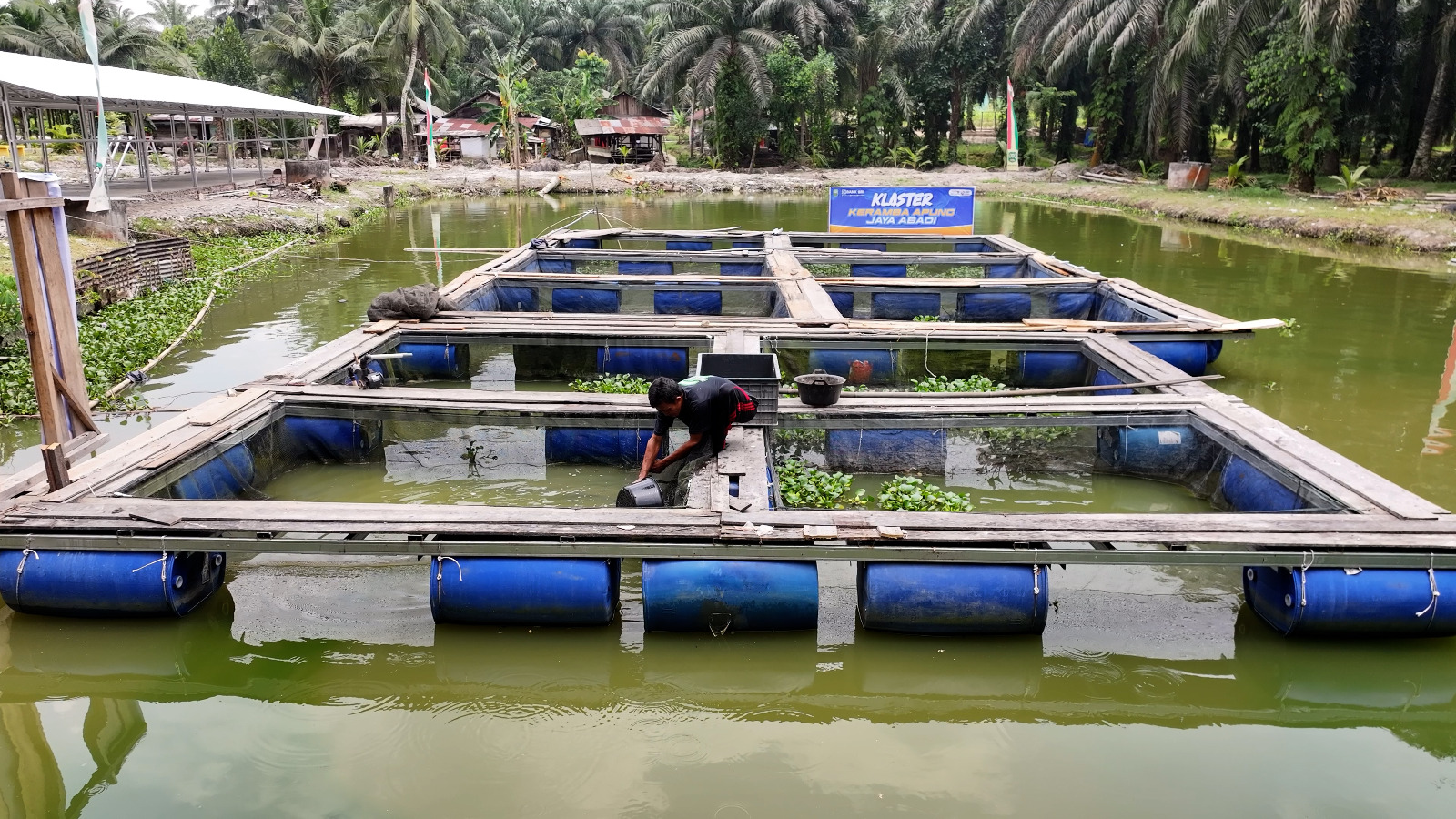 Geliat Ekonomi di Desa Empang Baru, Produksi Jahe dan Kerambah didukung Program Desa BRILiaN