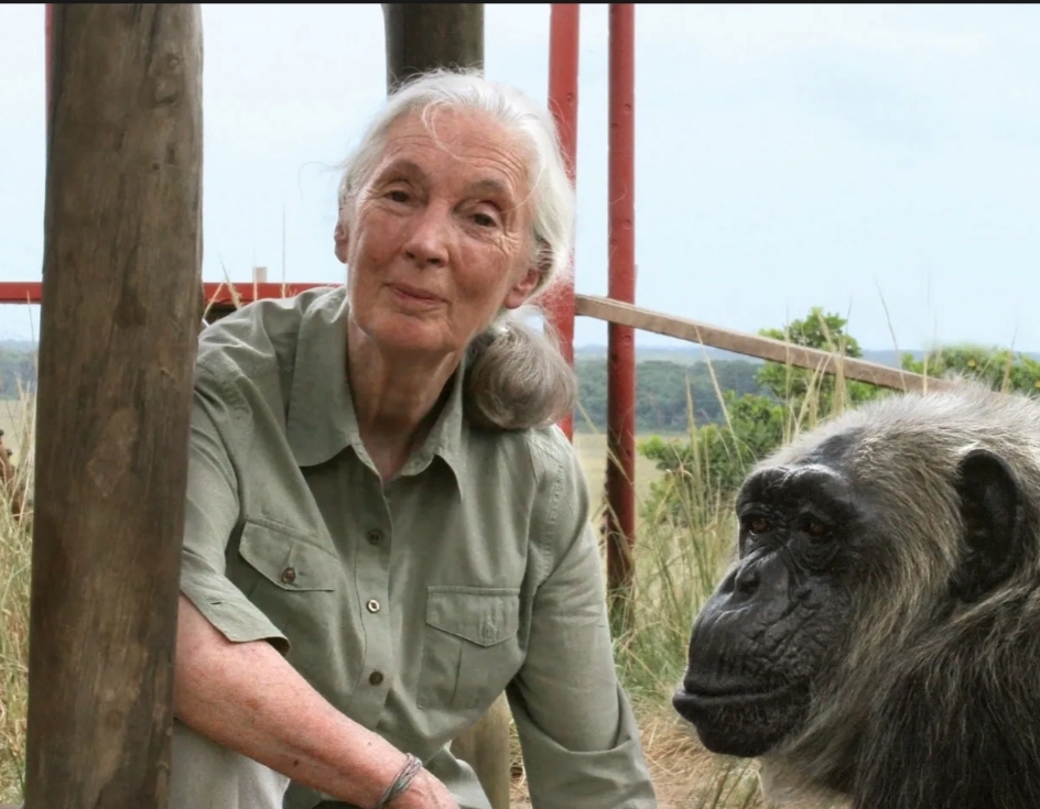 Jane Goodall, Aktivis Satwa Liar dan Pakar Primata Meninggal di Usia 91 Tahun