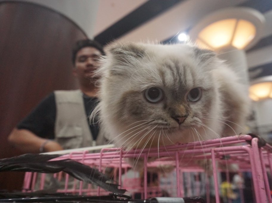 Tunjungan Convention Center Jadi Surga Pencinta Hewan dalam Indopet-X Vol. 3: Zoorasic Attack