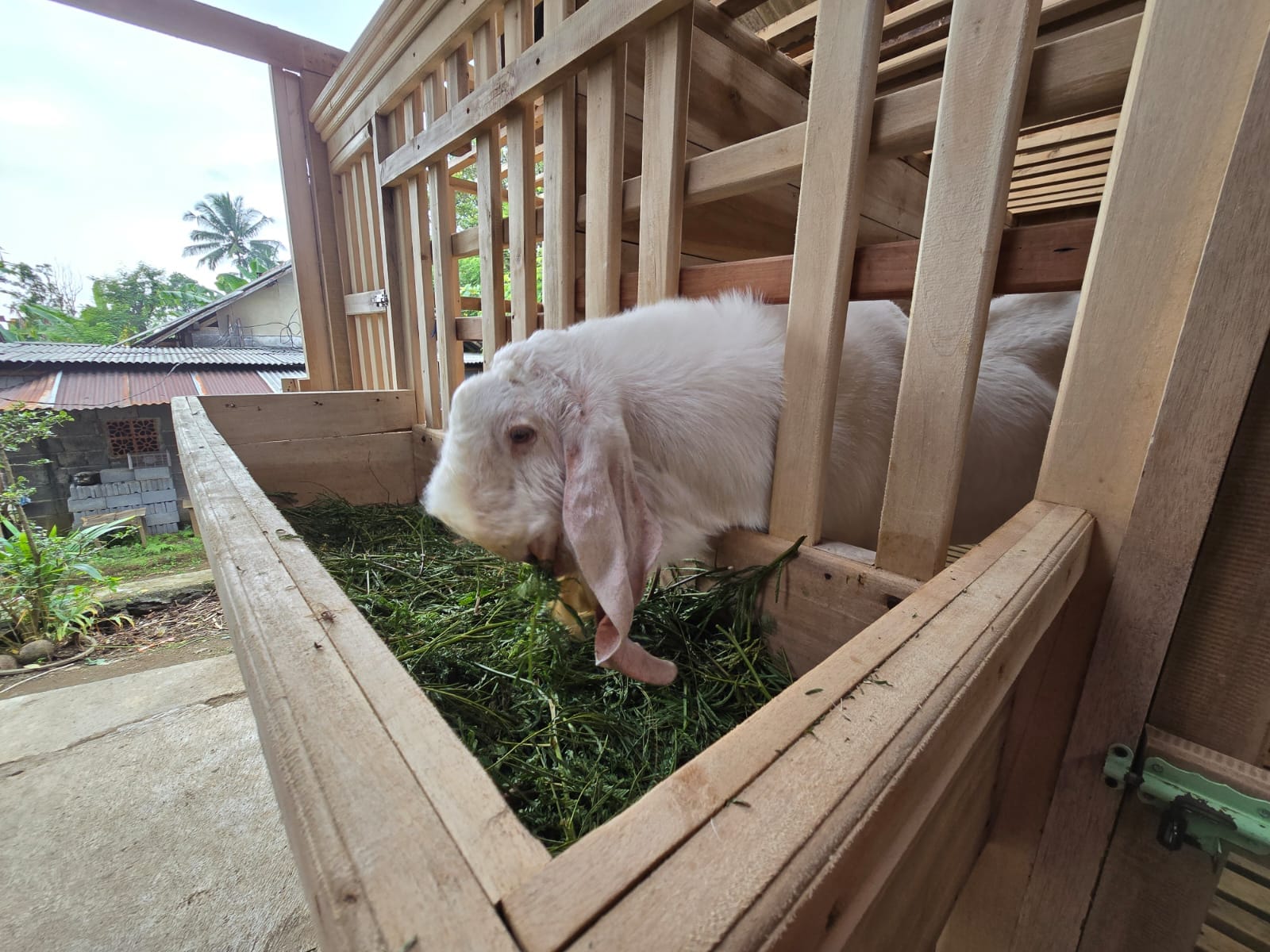 Susu Kambing Senduro segera Diakui sebagai Produk Indikasi Geografis Asli Lumajang