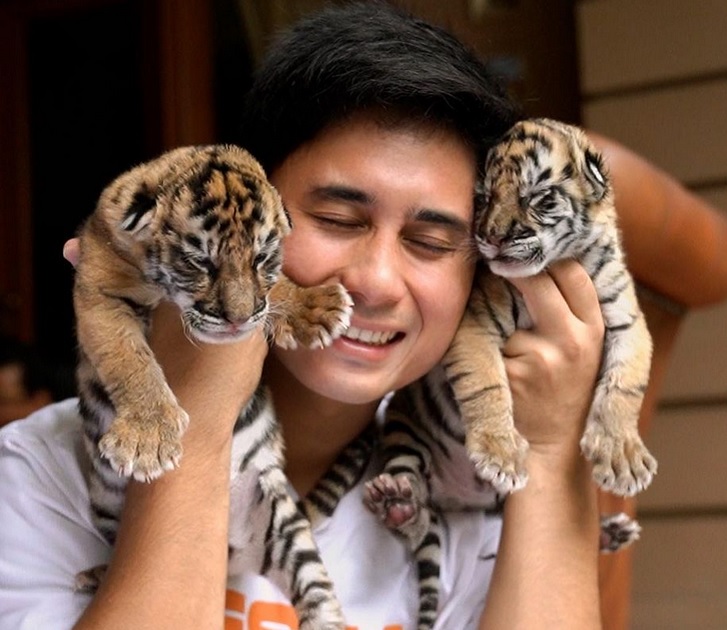 7 Anak Harimau Mati, Bagaimana Alshad Ahmad Mendapat Ijin Memelihara Harimau?