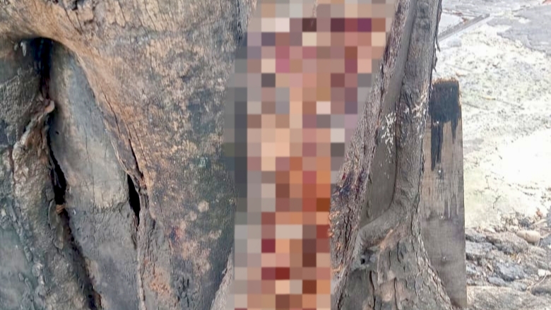 Gary Iskak Tewas Karena Kecelakaan Tunggal, Pohon Tua Jadi Saksi Bisu