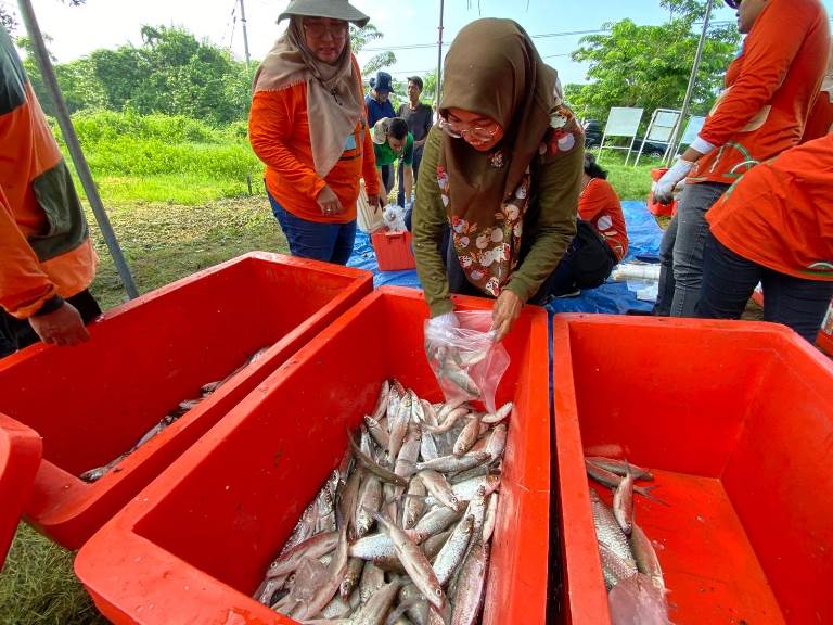 Panen 588 Kilogram Bandeng,Digratiskan untuk Warga Surabaya 