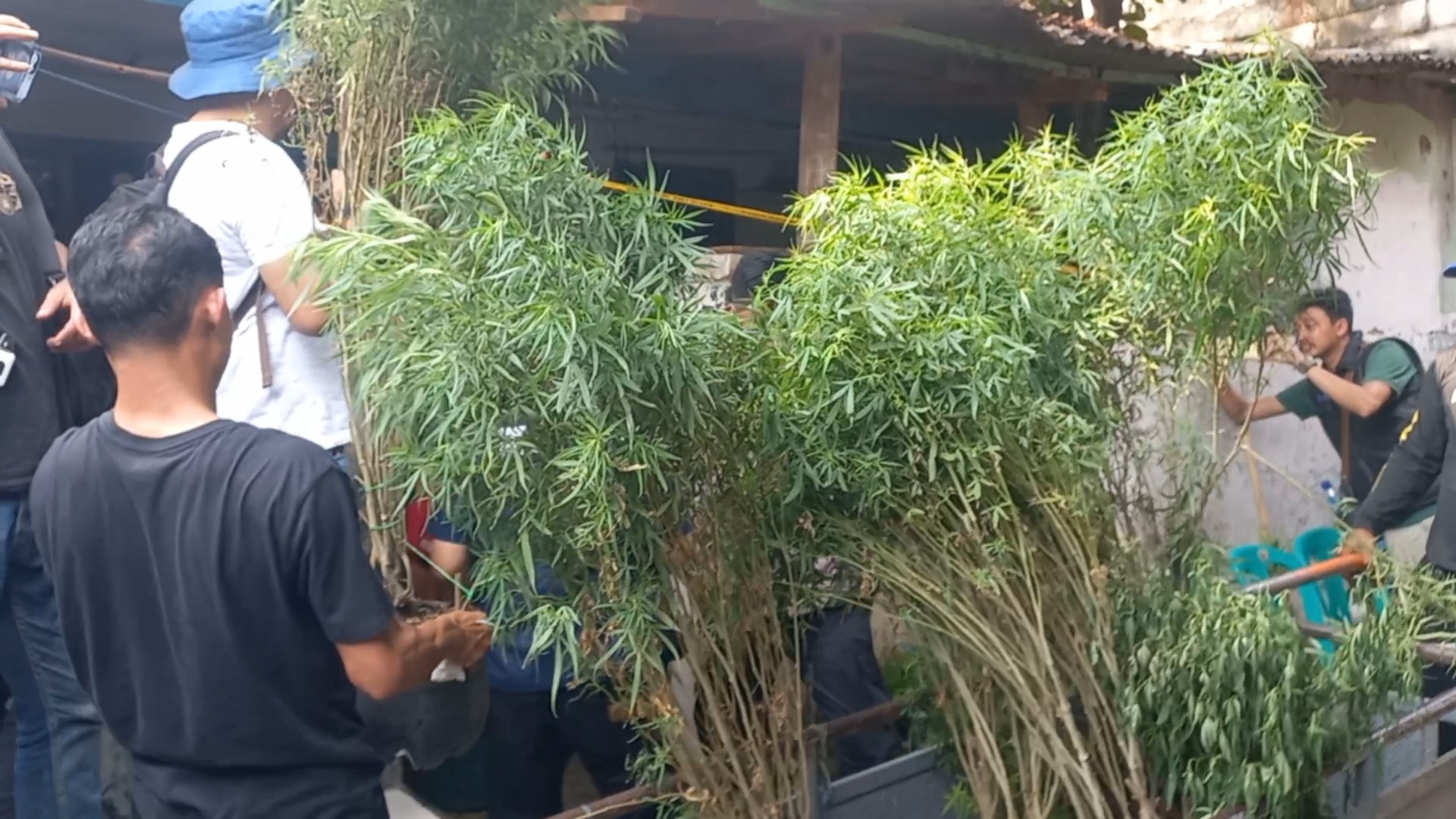 Wow! Kebun Ganja Rumahan Ditemukan di Kawasan Pendongkelan Jakbar Gegerkan Warga