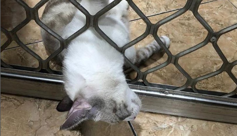 Ya Ampun, Detik-detik Penyelamatan Kucing yang Terjebak di Lubang Teralis Pintu Rumah, Malangnya...