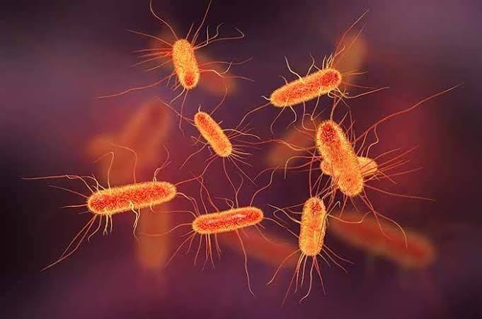 Mengenal Bakteri Salmonella dan E.coli yang Ditemukan di Menu MBG