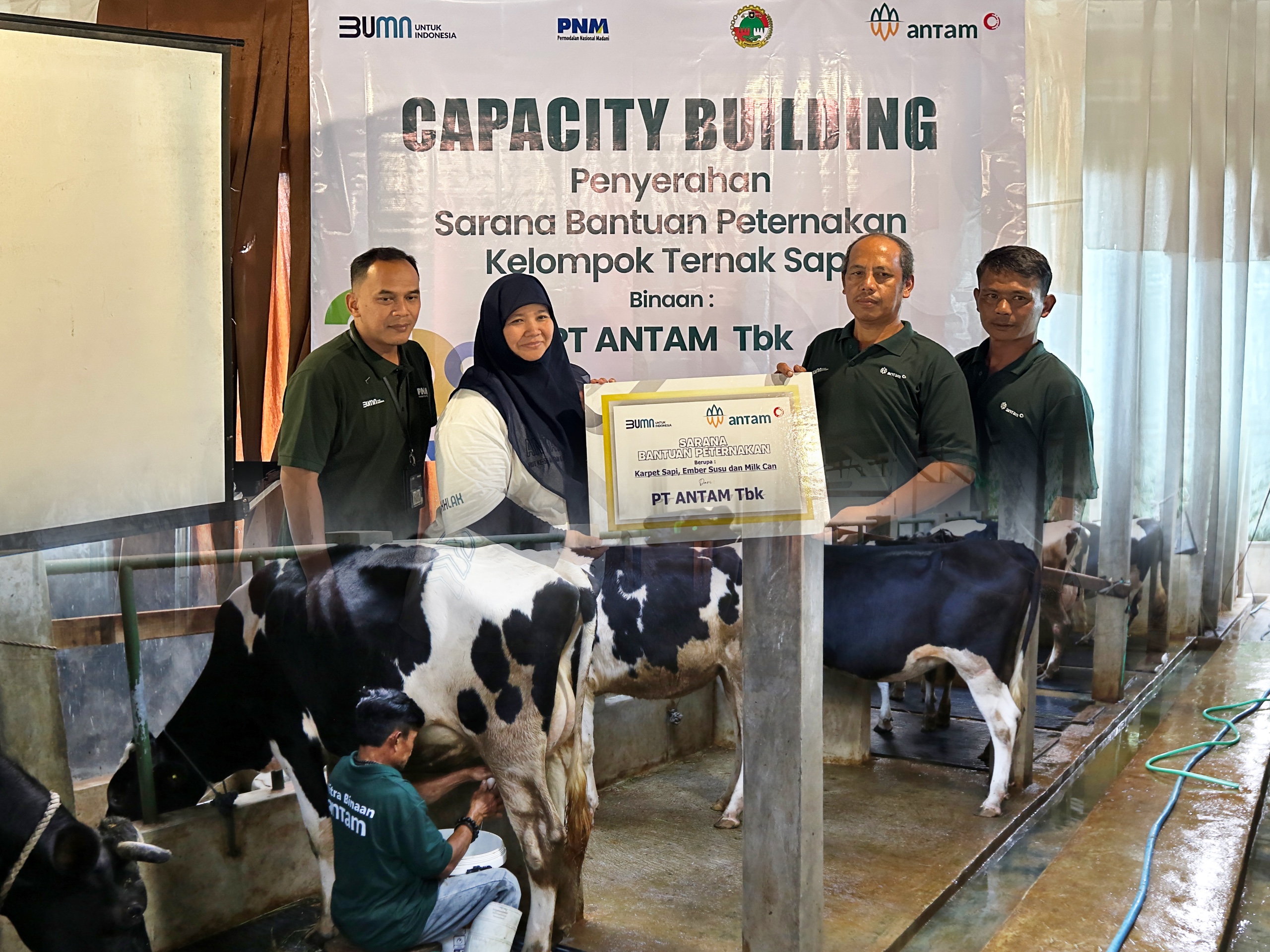 Sinergi PNM dan ANTAM Dorong Peternak Sapi Lokal Tingkatkan Kualitas dan Suplai Produksi Susu Dalam Negeri