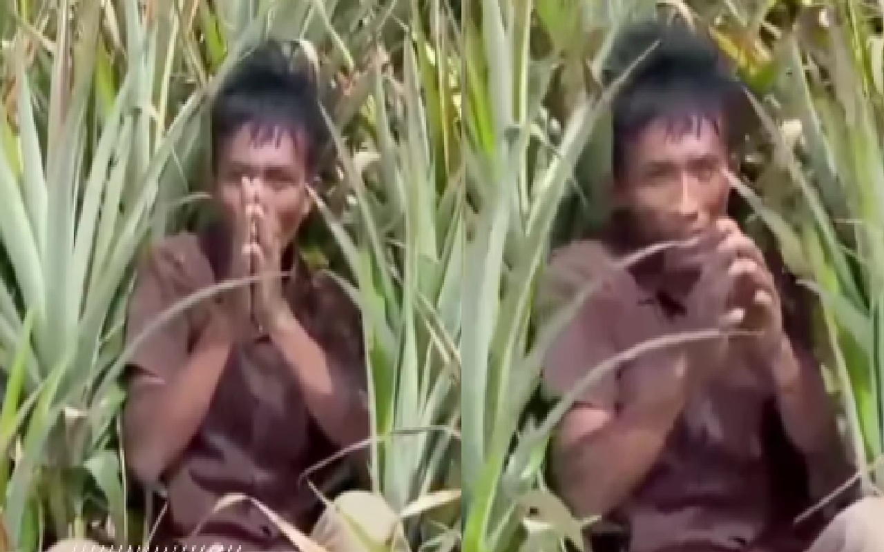 Pencuri Sapi Tertangkap di Kebun Nanas GGP, Kejar-kejaran Dramatis Berakhir di Terusan Nunyai