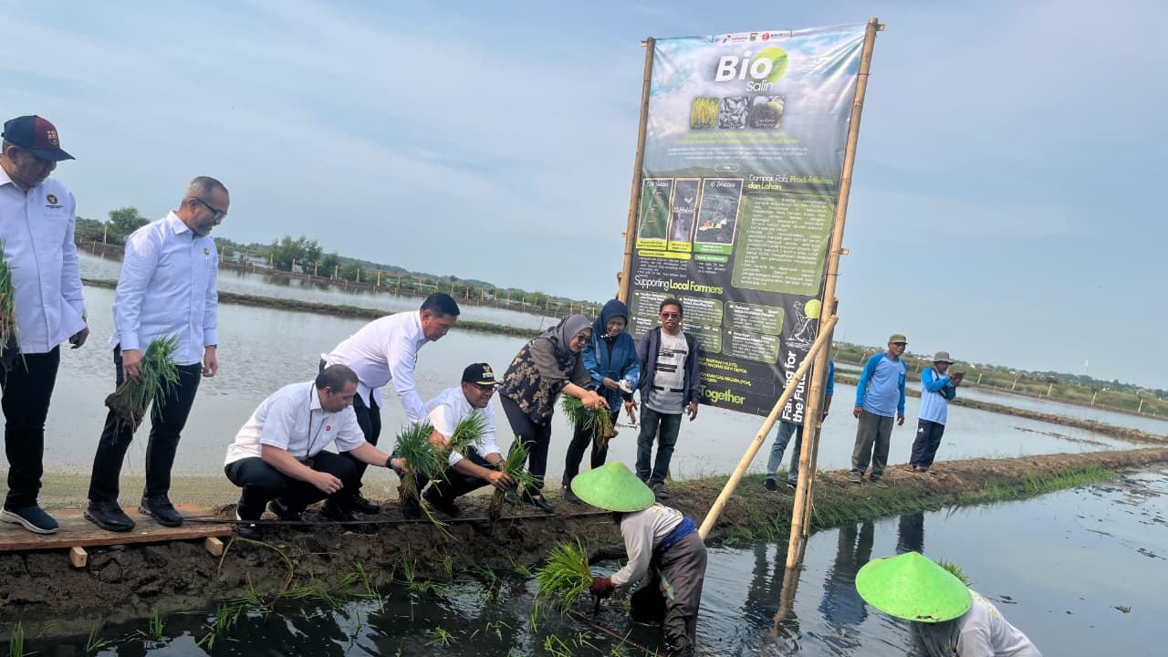 PGN dan BRIN Dorong Nilai Ekonomi Lahan Pesisir Batang: Dari Padi Biosalin ke Minapadi Salin