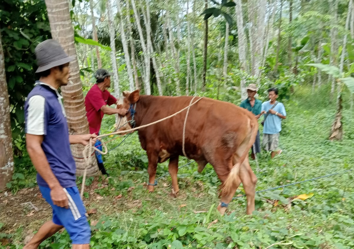 Warga Sukabumi Terdampak Proyek PLTA 75 Megawatt Dapat Distribusi Daging Sapi Kurban