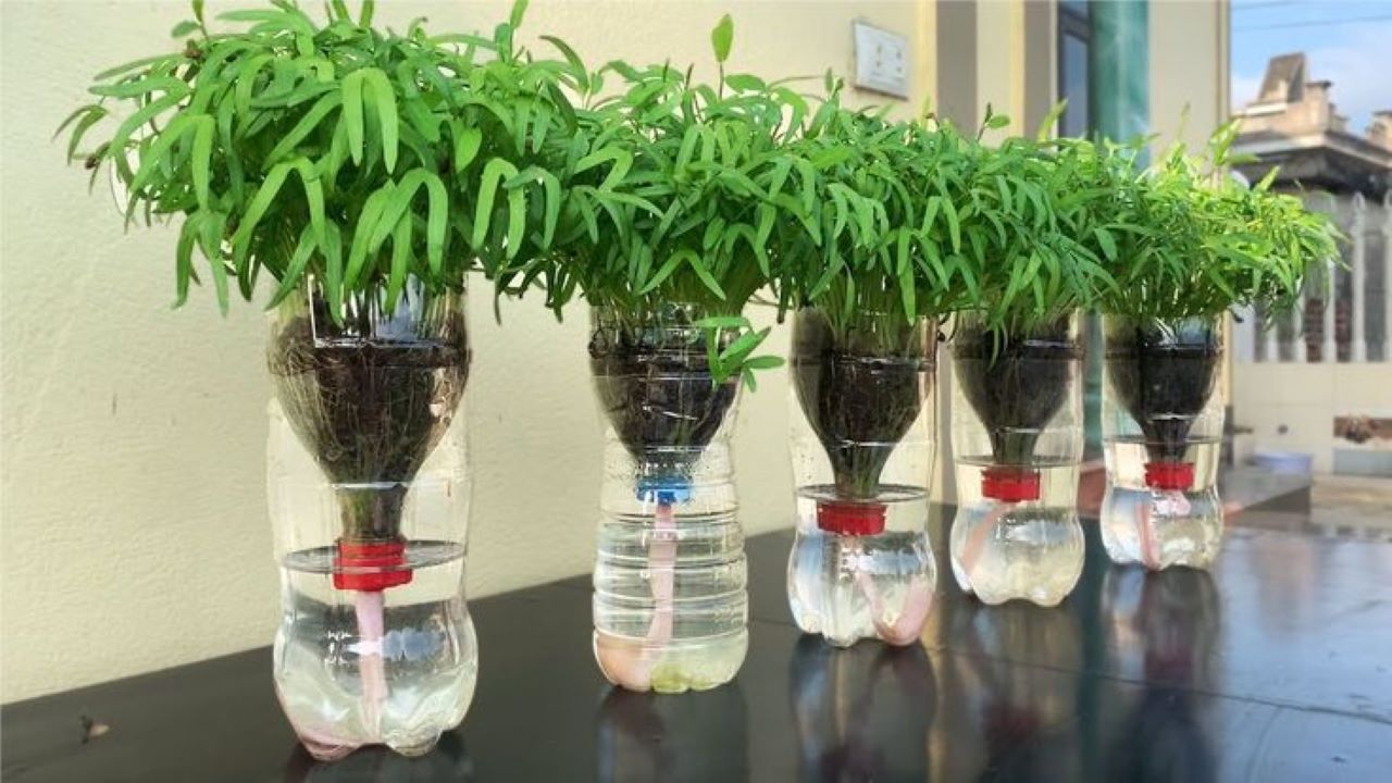 Tip Menanam Hidroponik di Teras Rumah untuk Pemula, Dari Semai hingga Panen