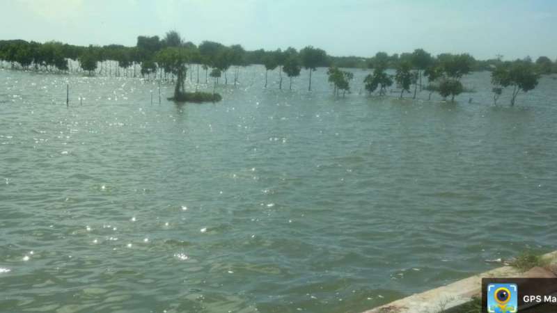 Banjir Rob Rendam Ribuan Hektare Tambak Warga Brebes di 5 Kecamatan 