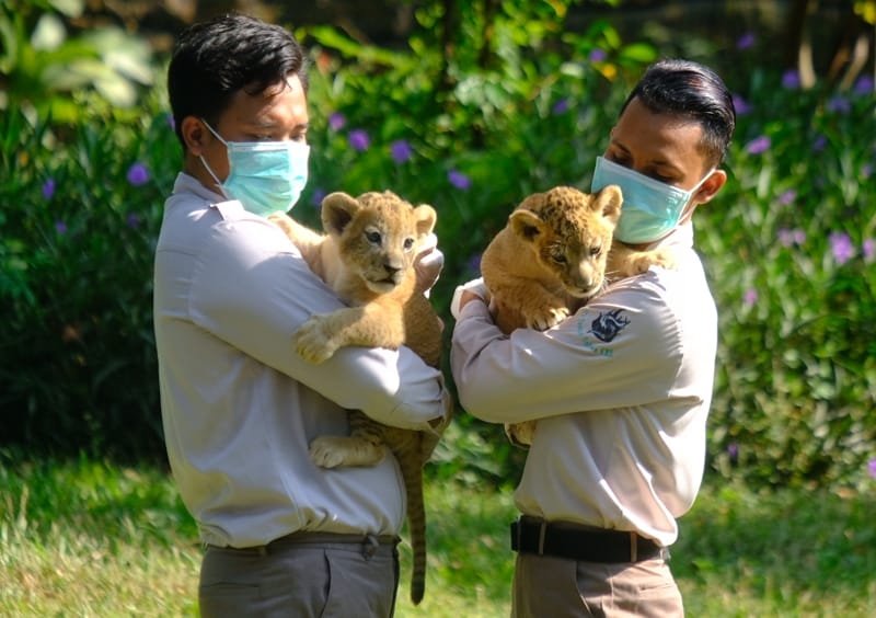 Singa Jatim Park Lahirkan Bima dan Dona di Kebun Binatang Surabaya