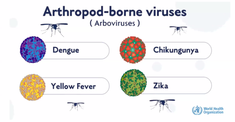 Arbovirus, Jenis, Gejala, dan Cara Pencegahan