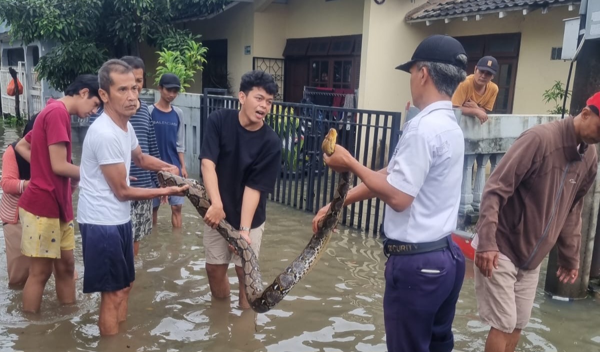 Ular Sanca Naik Ke Permukaan saat Banjir di Kota Tangerang, Warga ada yang Jadi Korban!