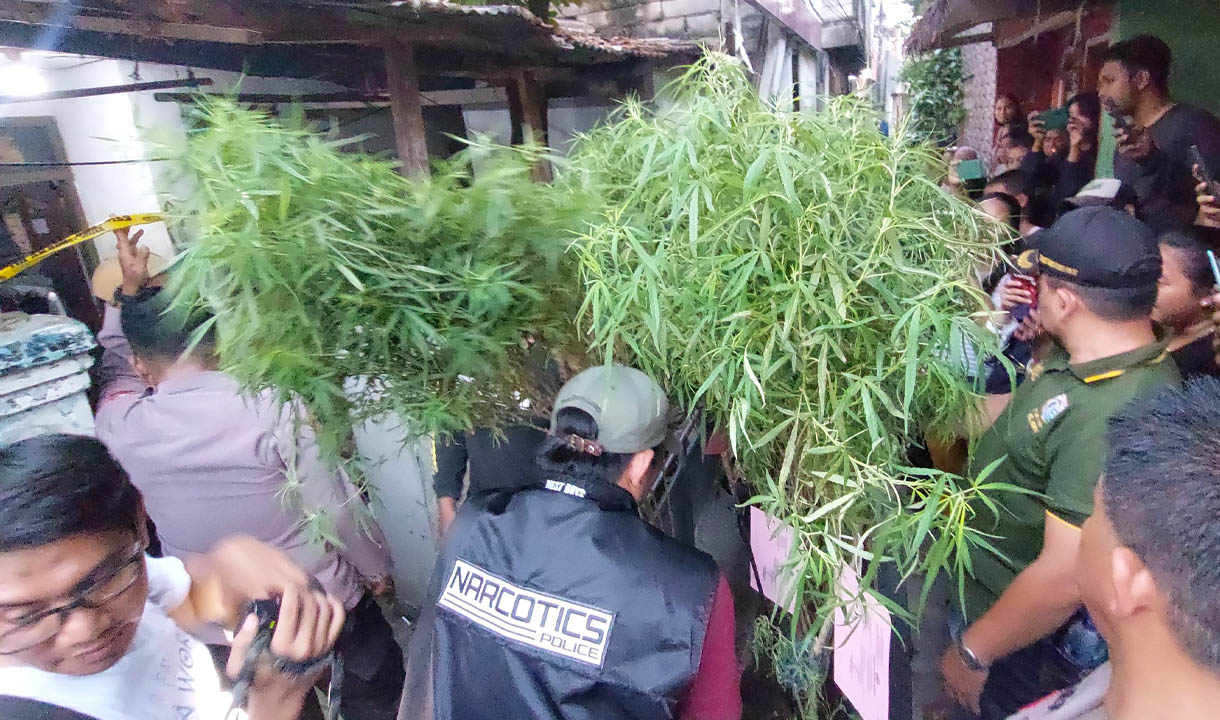 Cara Pelaku Membudidaya Ganja di Rumahnya Agar Tak Ketahuan Warga Diungkap Kepolisian