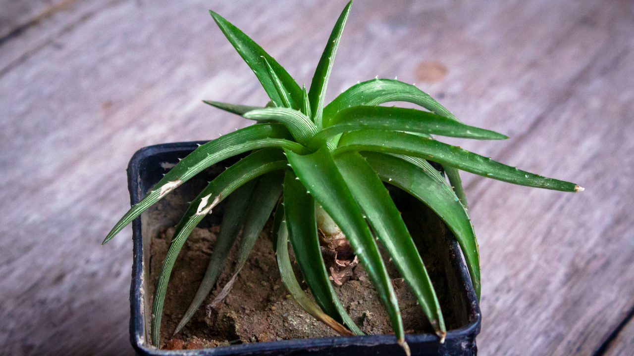 6 Jenis Tanaman Indoor yang Bisa Membantu Mendinginkan Suhu Rumah