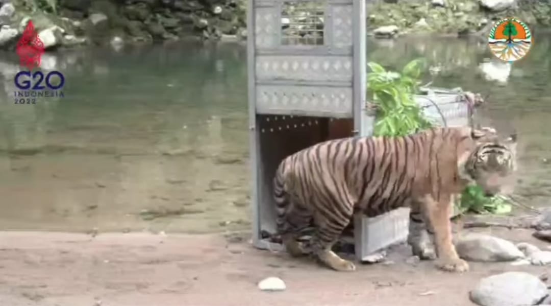 Dipasang GPS, Harimau Surya dan Citra Berpisah Walau Sama-sama di TNKS