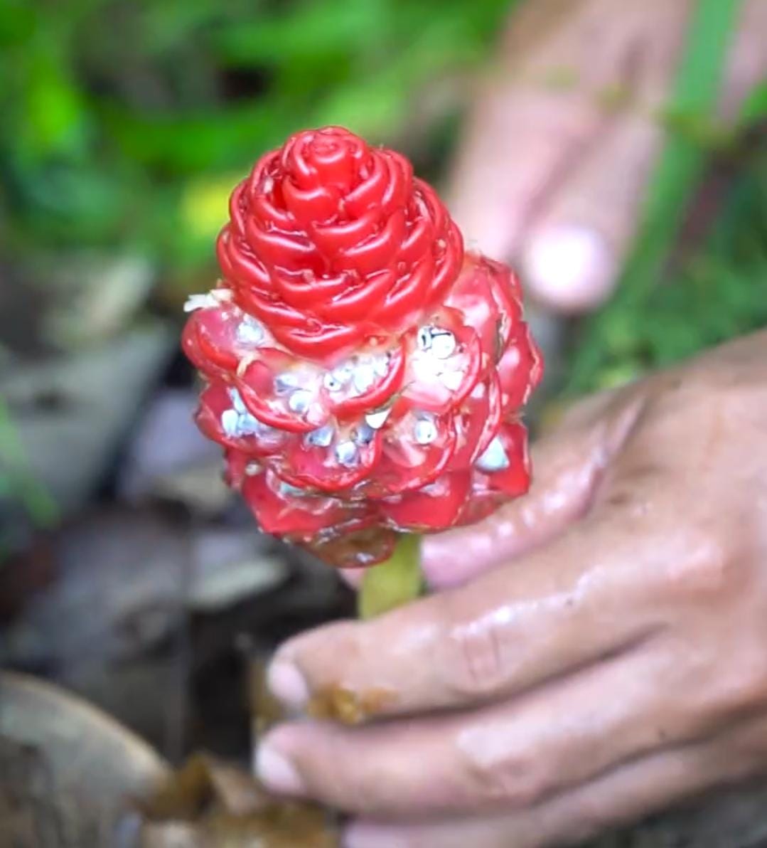 Mitos Tanaman Makanan Ular di Balik Cantiknya Bunga Lempuyang