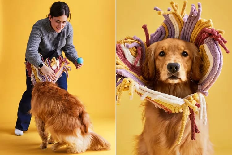 Buku Cone of Shame, Tampilkan Anjing dengan Penyangga Leher Artistik