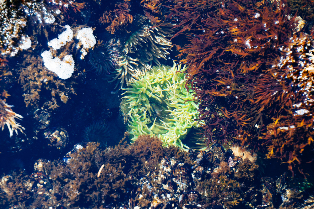 Sea Moss Gel, Superfood yang Diklaim Bermanfaat untuk Tubuh