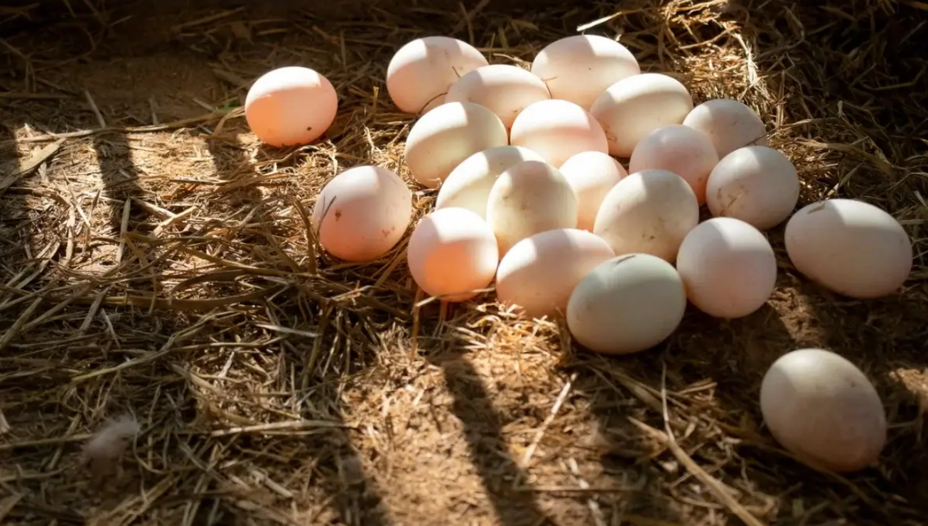 6 Keunggulan Telur Bebek Dibanding Telur Ayam