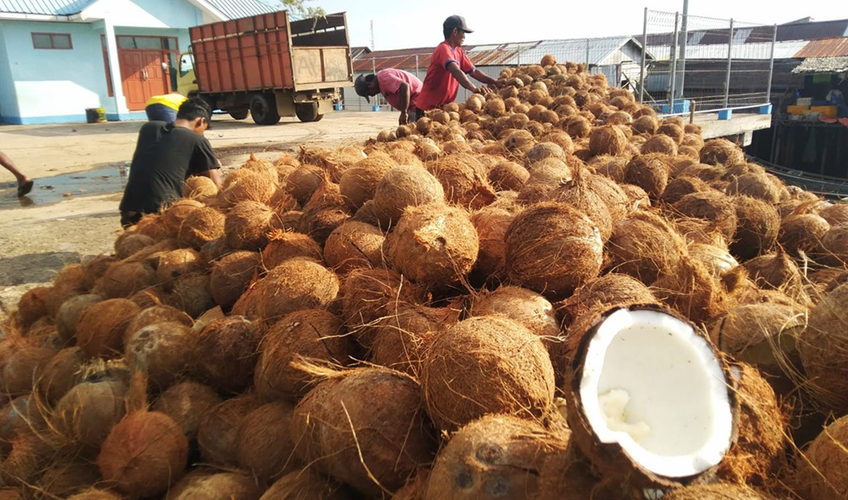 Reformasi Rantai Pasok Kelapa