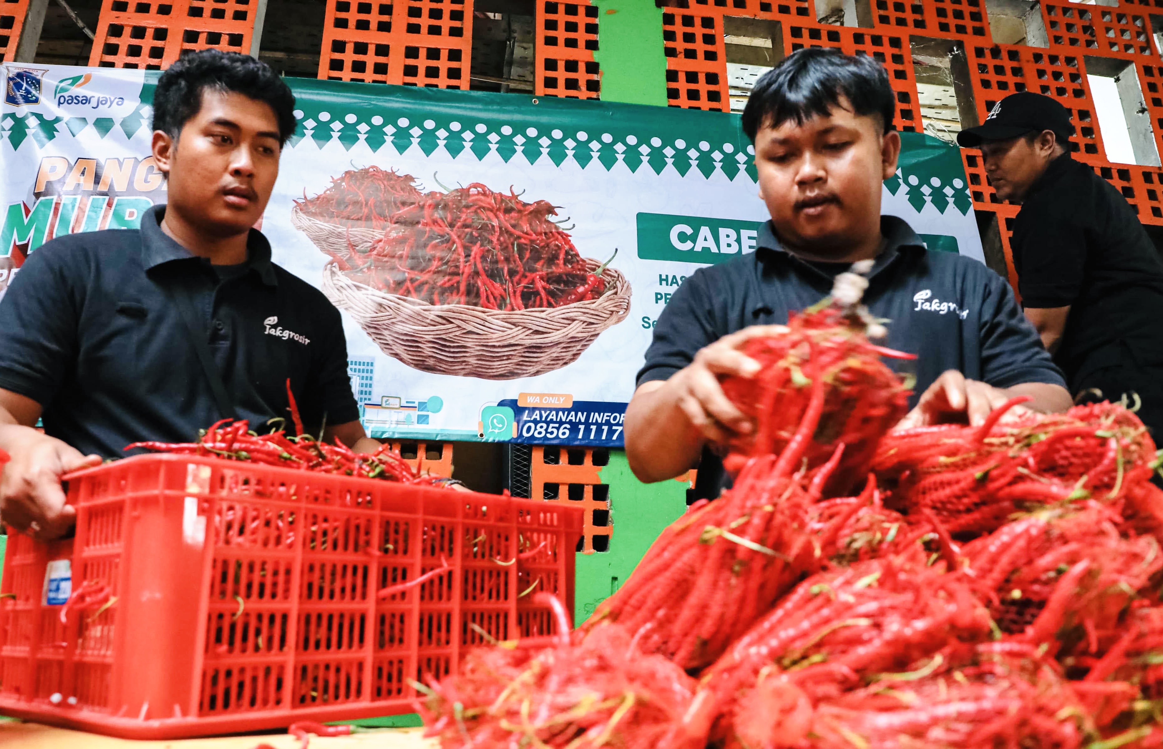 Lebih Murah! Cabai dari Aceh Dijual di Bawah Harga Pasaran Jakarta: Rp40 Ribu Per Kg