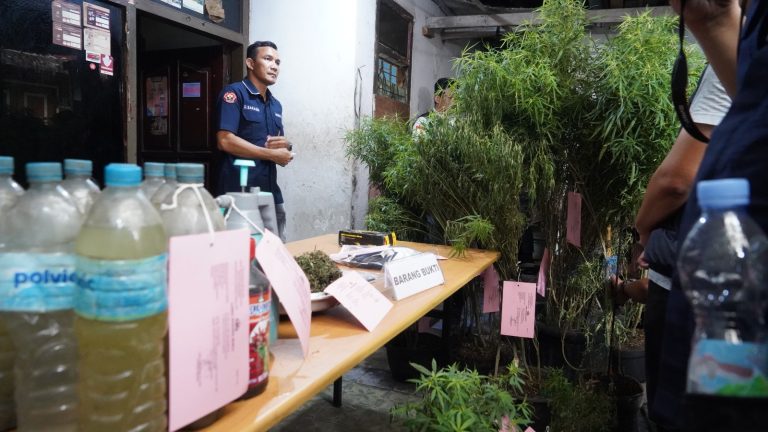 Tersangka Kebun Ganja Rumahan di Cengkareng Ternyata Sudah Budidaya Selama 1 Tahun