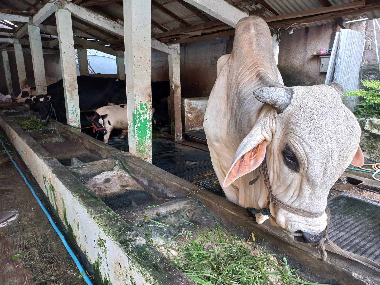 13 Ekor Sapi Terkena Wabah PMK di Rajeg Kabupaten Tangerang