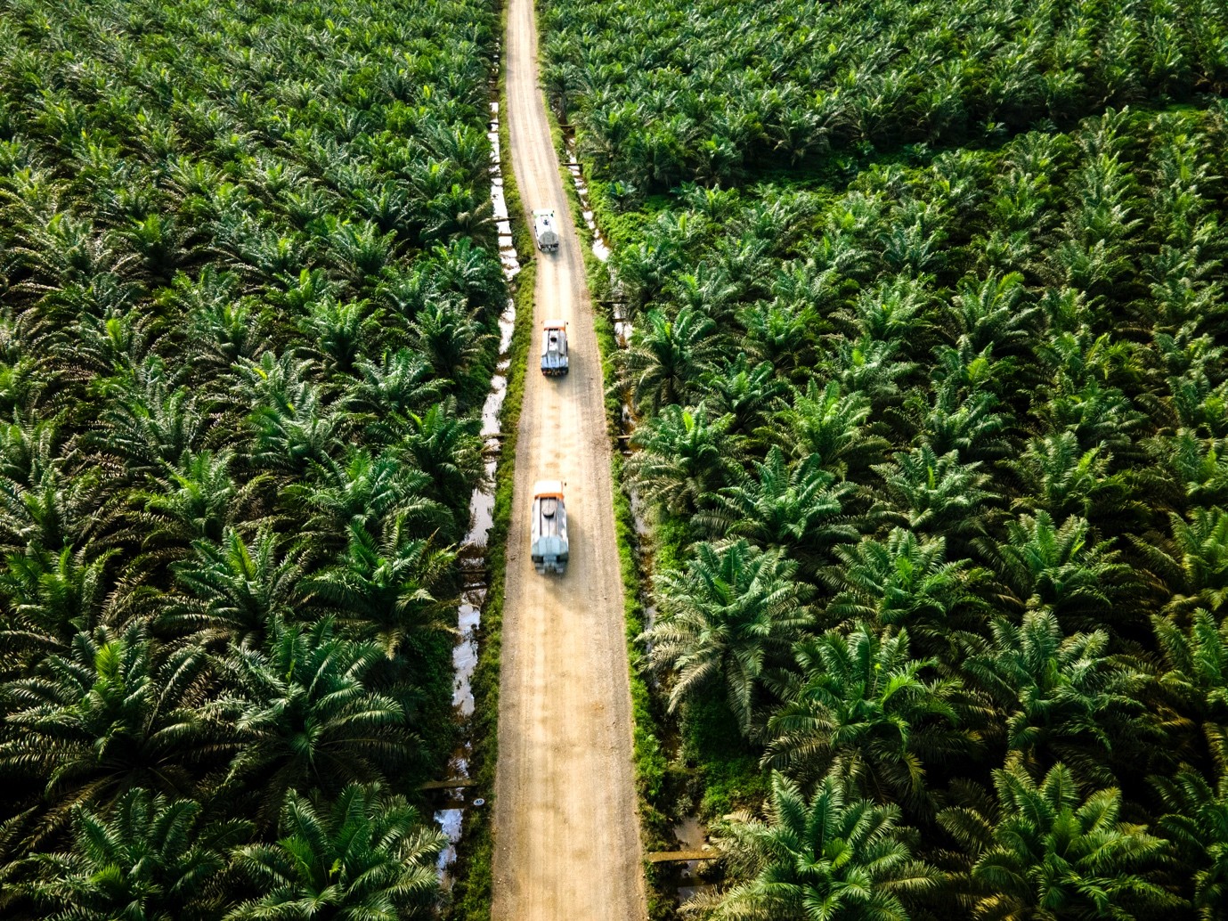 CORE Dorong Pemerintah Perkuat Diplomasi Global untuk Hadapi Dampak EUDR, Ini Langkah Strategisnya