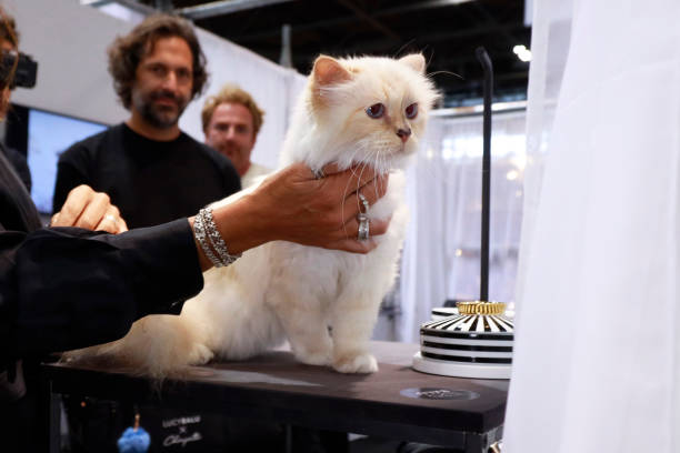 Ketidakhadiran Choupette Kucing Karl Lagerfeld di Met Gala 2023 Dikonfirmasi di Akun Instagram