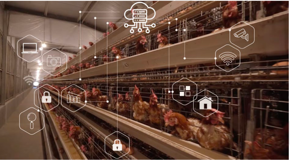 Kandang Ayam Berbasis AI Menjamin Keamanan Pangan