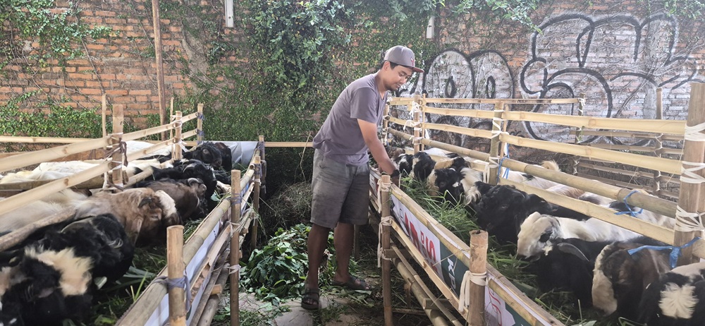 Harga Sapi Kurban Hampir Setara Motor NMAX, Pedagang: Bukan Naik Harga tapi Ganti Harga