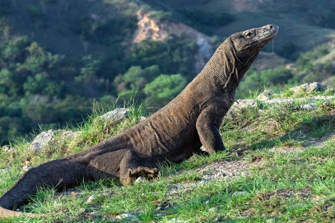 Kebun Binatang Ragunan Kasih Kejutan di Libur Lebaran, Hadirkan Satwa Komodo Untuk Menghibur Pengunjung