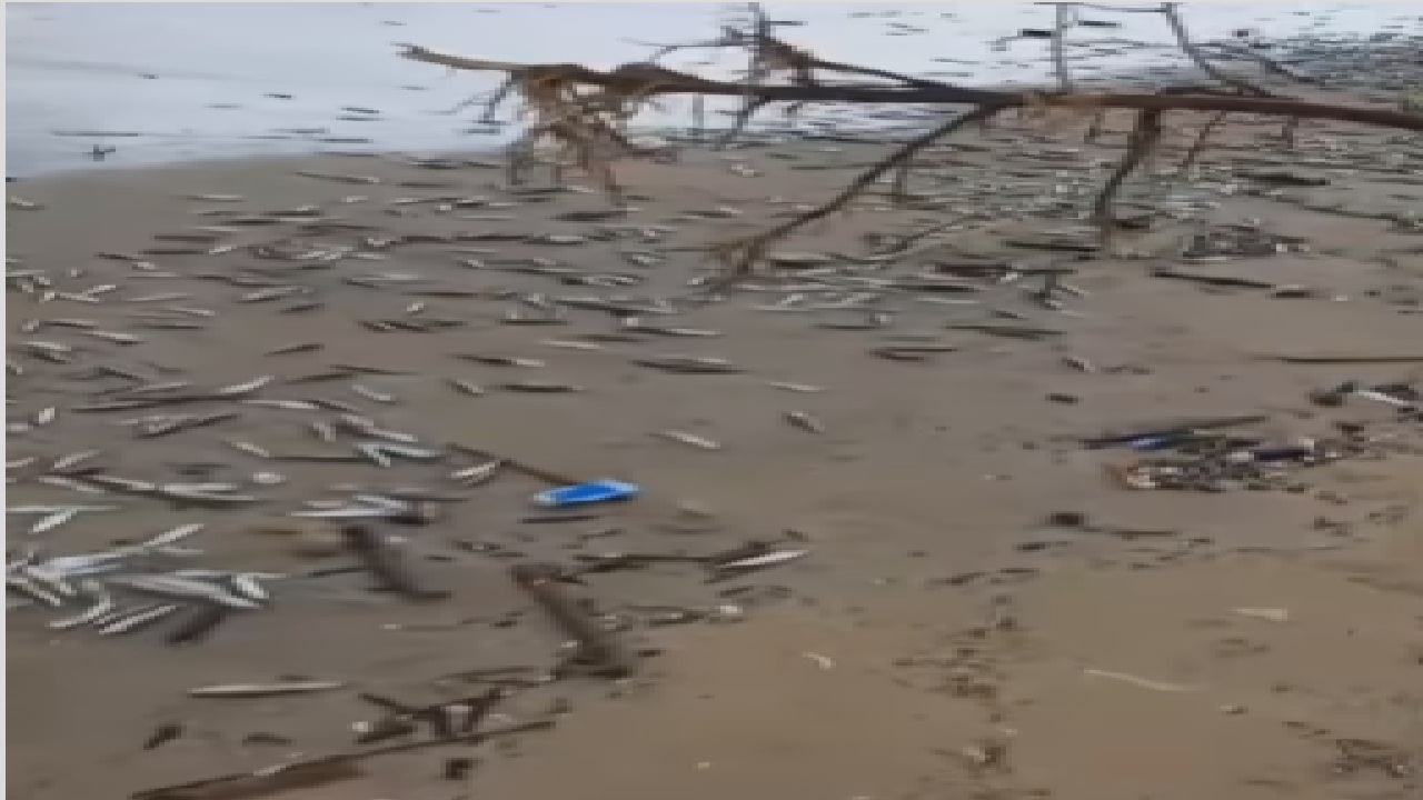 Viral Fenomena Langka Ikan Kecil Terdampar di Pantai Jimbaran Bali, Pertanda Apa?