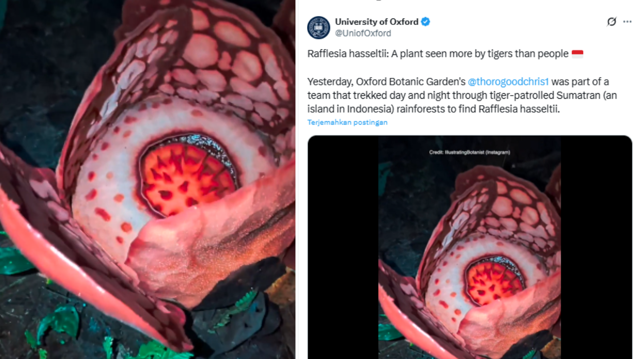 Postingan Universitas Oxford Dihujani Protes Netizen atas Penemuan Bunga Raflessia Hasseltii, Nama Peneliti Indonesia Mana?