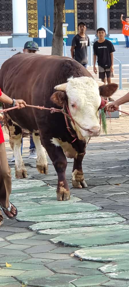 Sapi Kurban Jokowi di Al Akbar Surabaya Bernama Slamet, Lagi-Lagi Dari Probolinggo