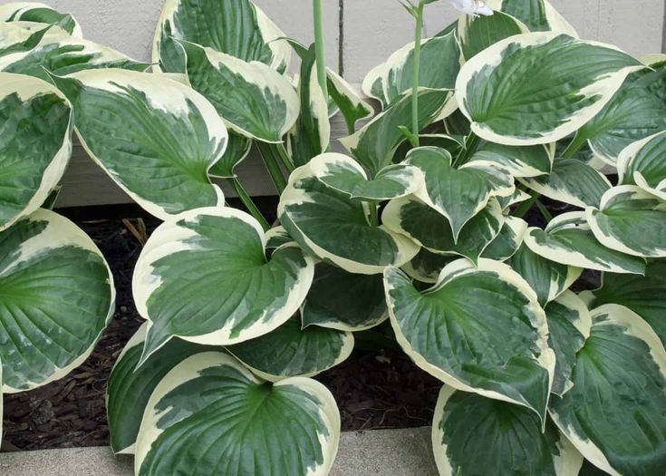 8 Tips Merawat Koleksi Tanaman Hias Variegata, Warna Tetap Cantik dan TIdak Mudah Layu