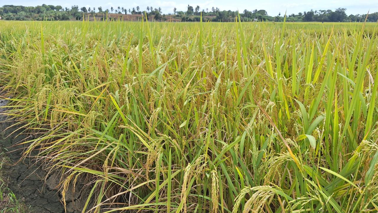 Pemerintah Jamin Stok Pangan Nasional Aman Selama Idulfitri 2026, Beras dan Cabai Surplus Besar