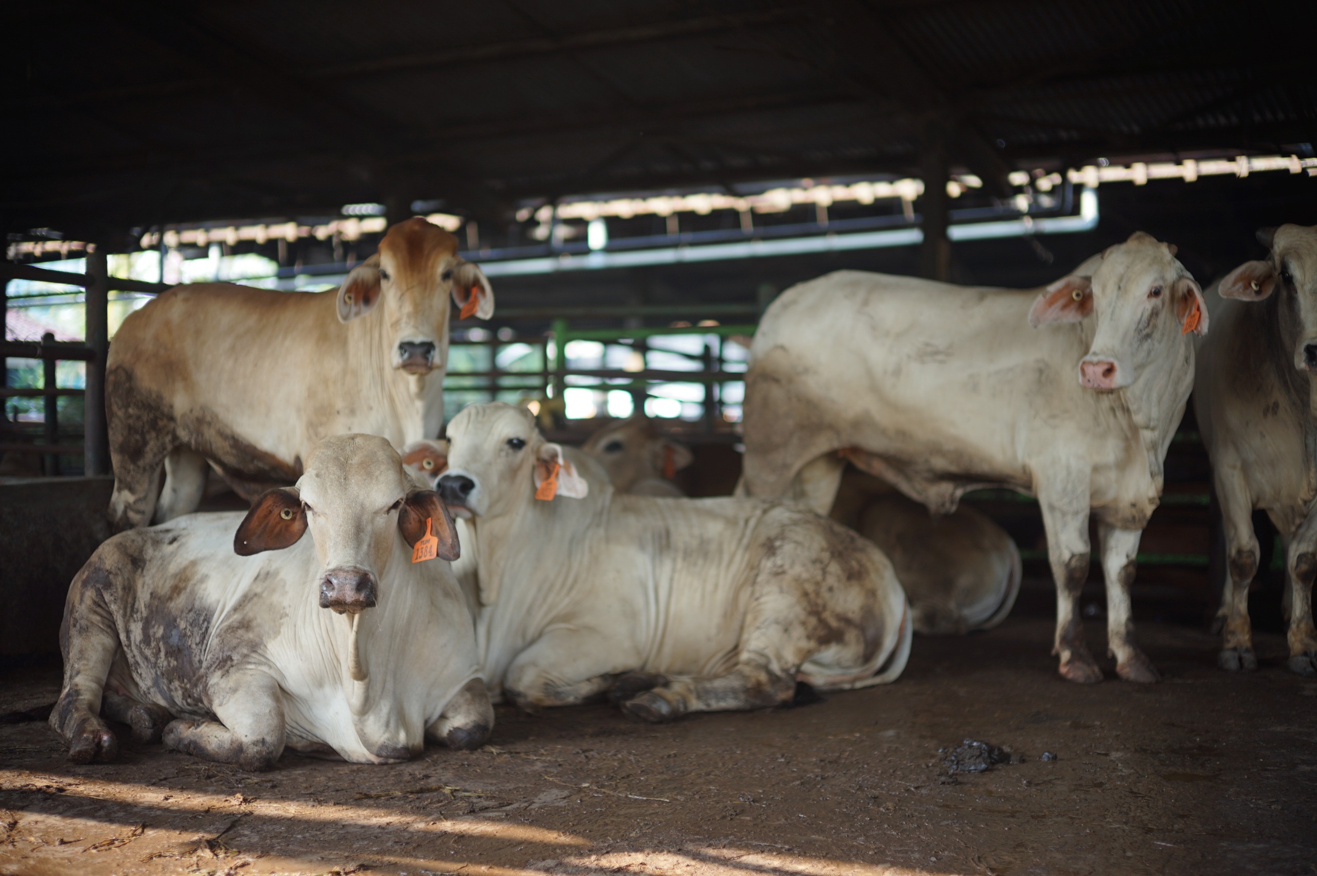Dharma Jaya Siapkan 900 Sapi Kurban Idul Adha 2026 di Jakarta, Pastikan Standar ASUH dan Distribusi Higienis